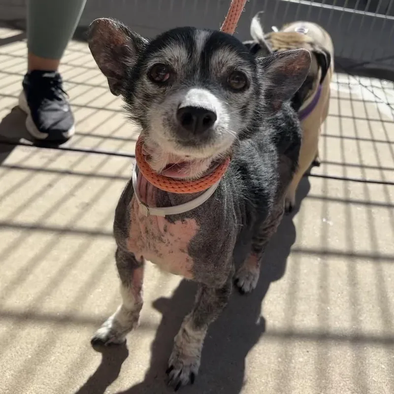 Rolly Polly thumbnail 4