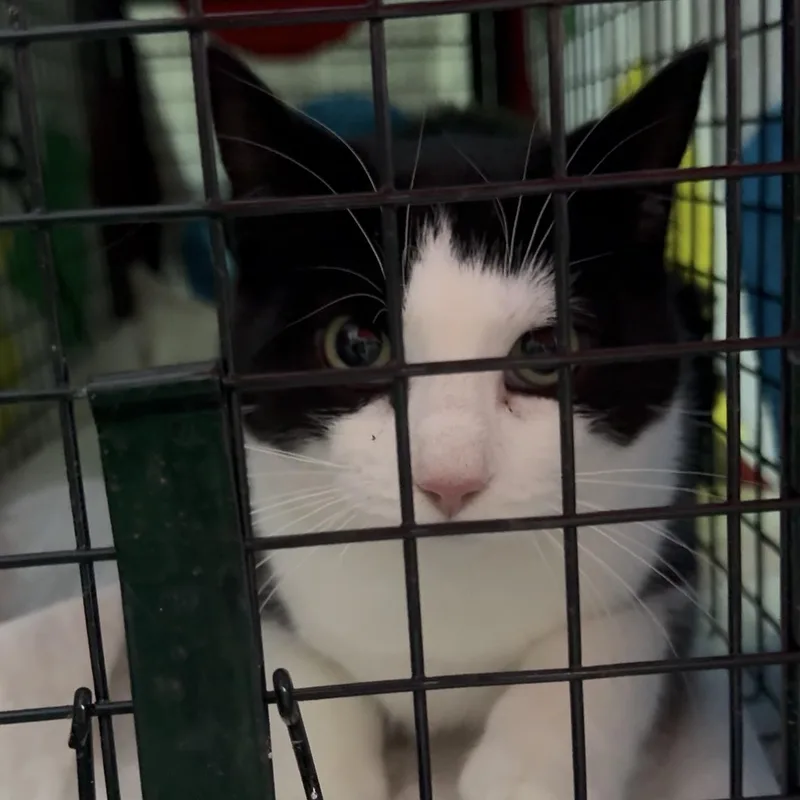 A young large-sized male Black & White / Tuxedo Domestic Short Hair cat named Preston for adoption in West Mifflin, PA