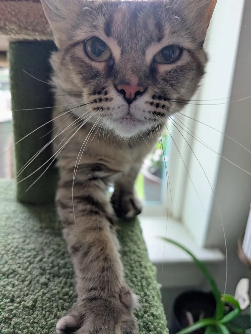 An adult medium-sized female Torbie Domestic Medium Hair cat named Marge for adoption in Pearland, TX