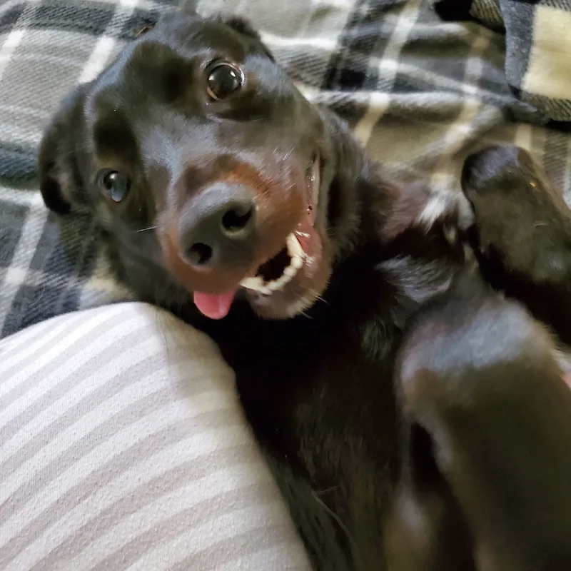 A young medium-sized male Labrador Retriever dog named Reggie for adoption in New Castle, DE