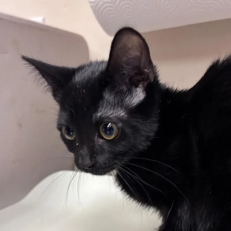 A baby small-sized female Black Domestic Short Hair cat named Chirp for adoption in Santa Barbara, CA