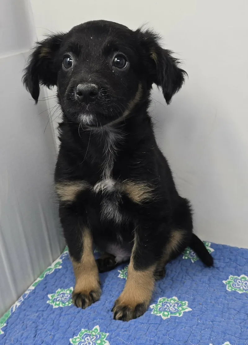 A baby medium-sized male Tricolor (Brown, Black, & White) Terrier dog named Ashland for adoption in New York, NY