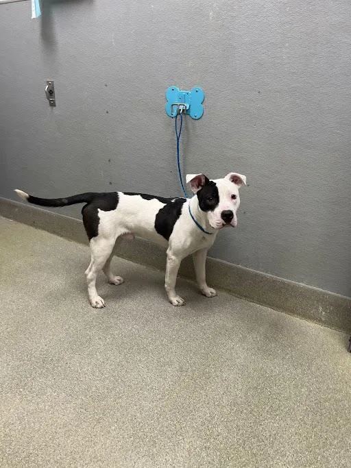 A young large-sized male Pit Bull Terrier dog named Bullseye for adoption in Las Vegas, NV