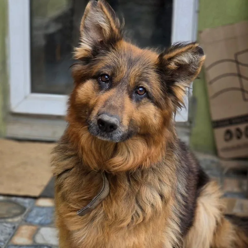 An adult large-sized female German Shepherd Dog dog named Lana for adoption in DANVERS, MA