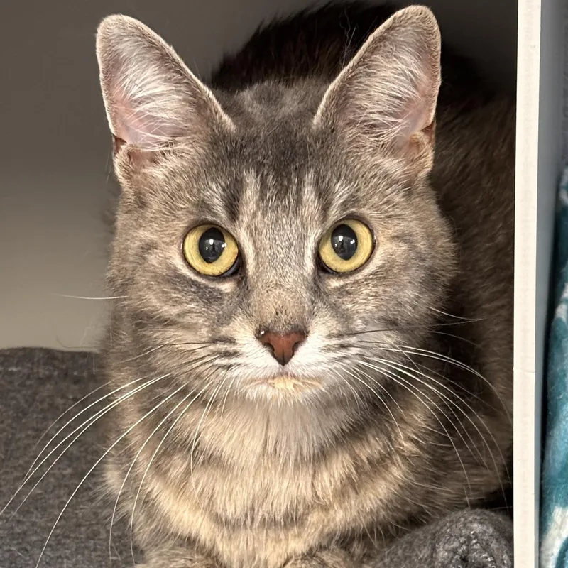 An adult medium-sized female Gray & White Domestic Short Hair cat named Baby Girl for adoption in Batavia, NY