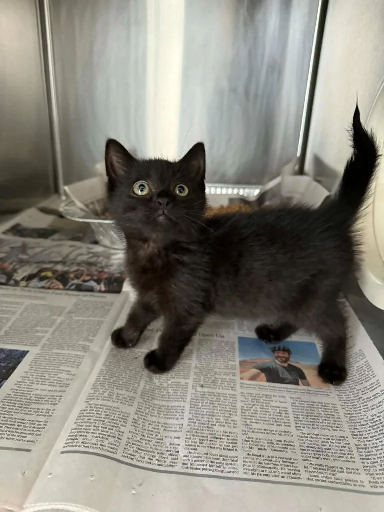 A baby large-sized female Domestic Short Hair cat named Licorice for adoption in Detroit, MI