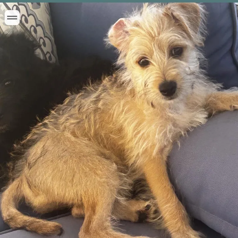 A baby small-sized male White / Cream Poodle dog named Mario for adoption in Escondido, CA