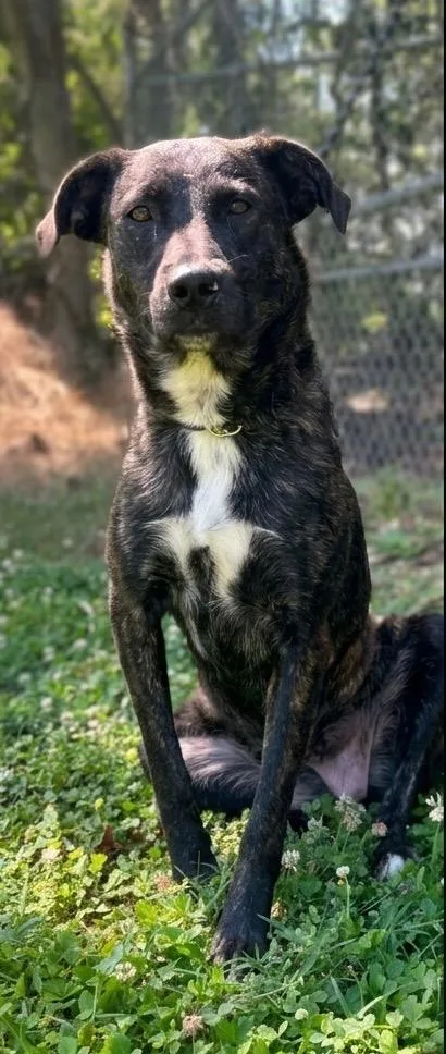 A young medium-sized female Mixed Breed dog named Athena for adoption in Russellville, KY