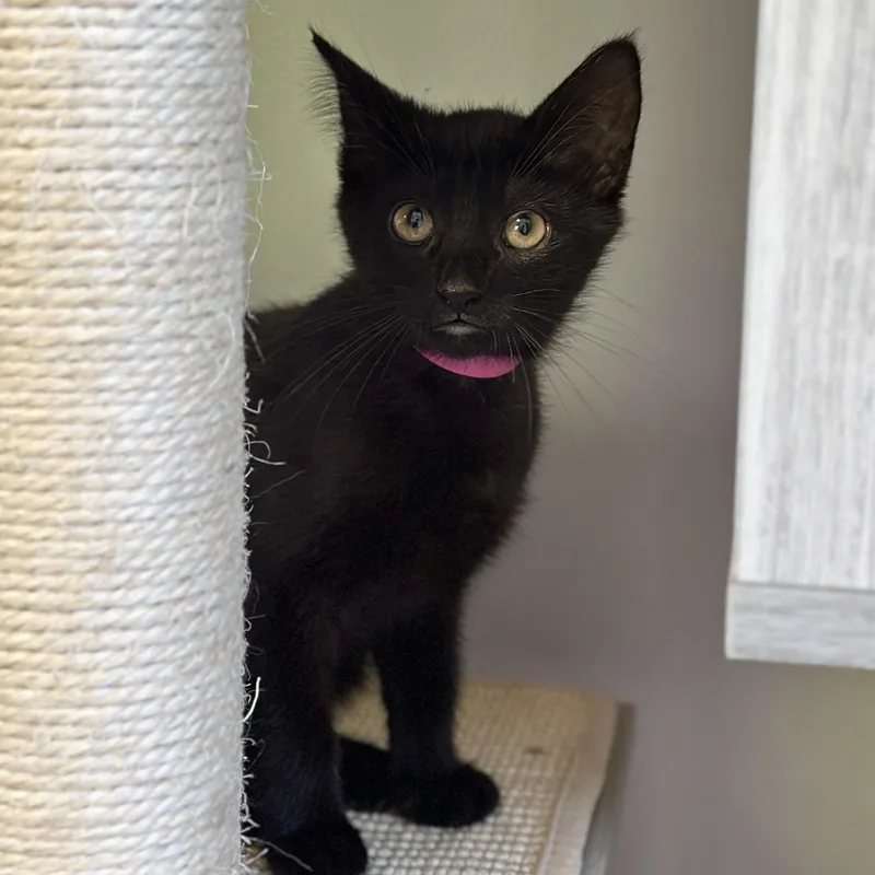 A baby medium-sized female Black Domestic Short Hair cat named Natalie for adoption in Victor, NY