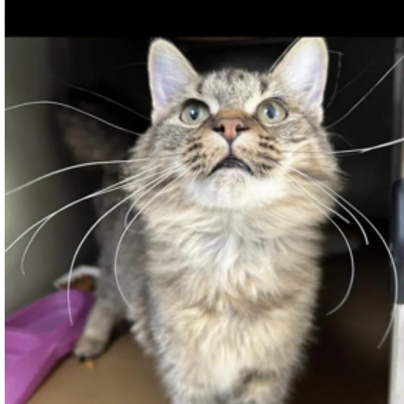 An adult medium-sized male Tabby (Brown / Chocolate) Tabby cat named Strudel for adoption in Porter, TX