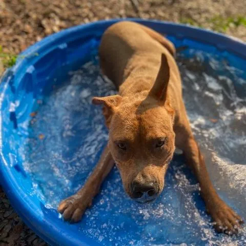 An adult medium-sized female Brown / Chocolate Mixed Breed dog named Cassie for adoption in Jacksonville, FL