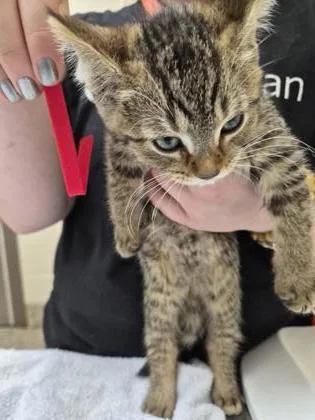 A baby small-sized male Domestic Short Hair cat named Harry for adoption in Westland, MI