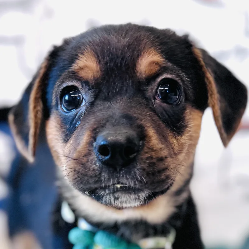 A baby medium-sized female Beagle dog named Aribella for adoption in Palatine, IL