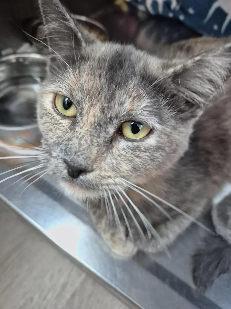 A baby medium-sized female Domestic Short Hair cat named Leslie for adoption in Pahrump, NV