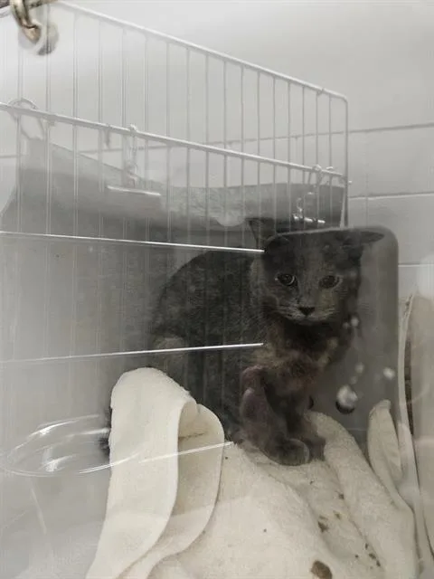 A young small-sized female Domestic Short Hair cat named Crayfish for adoption in Omaha, NE