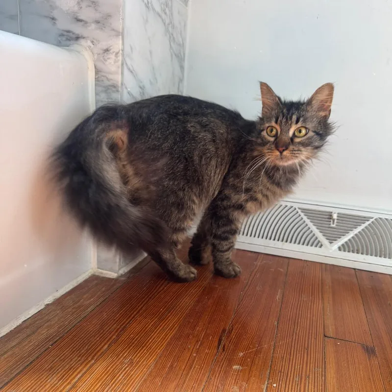 A young medium-sized male Brown / Chocolate Domestic Medium Hair cat named Nebby for adoption in Gibsonia, PA