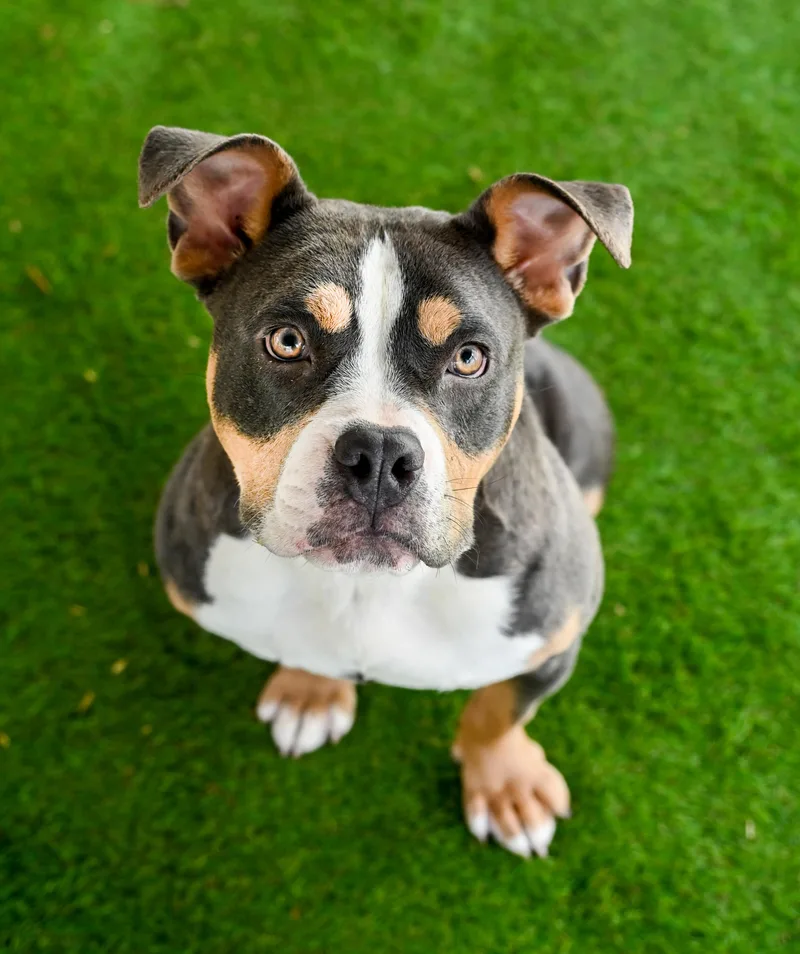 Nilla Aka Vanilla Bomb thumbnail 2