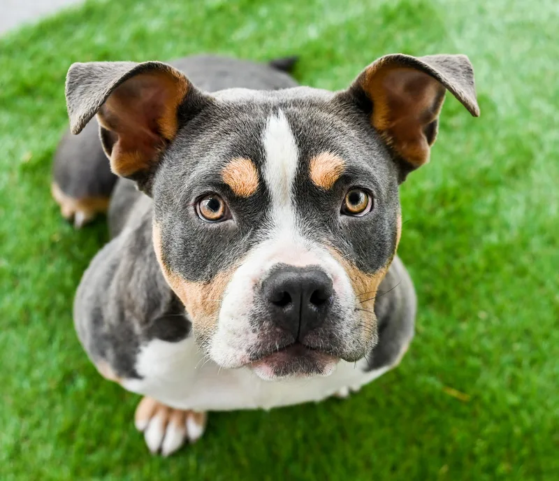 Nilla Aka Vanilla Bomb thumbnail 3