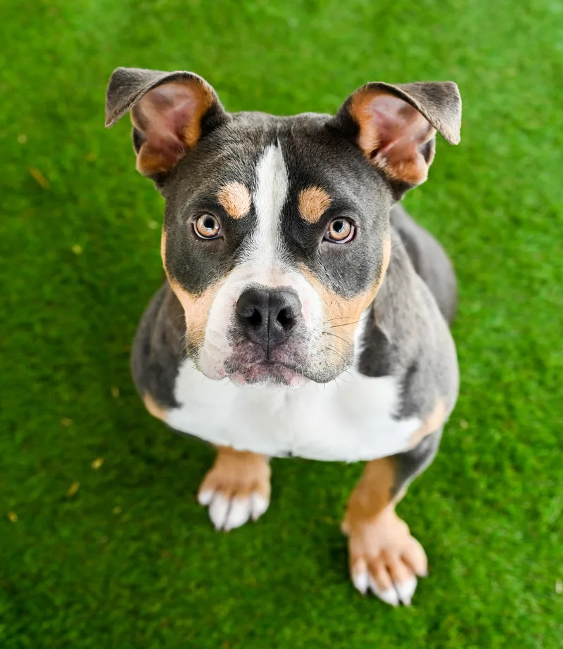 Nilla Aka Vanilla Bomb thumbnail 4