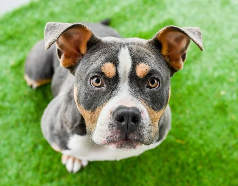 Nilla Aka Vanilla Bomb