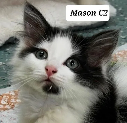A baby medium-sized male Black Domestic Long Hair cat named Mason for adoption in Morganton, NC