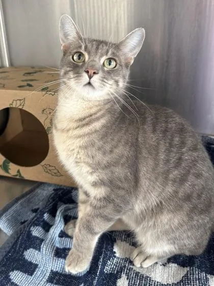 An adult medium-sized male Domestic Short Hair cat named Eddie Leonard for adoption in West Chester, PA