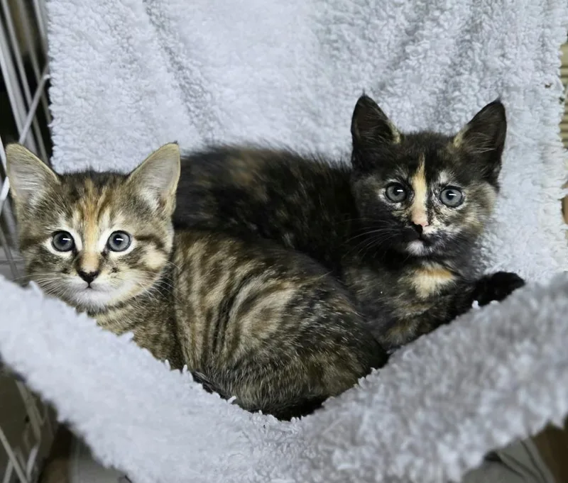 A baby small-sized female Calico cat named Lucia for adoption in Plymouth, MN