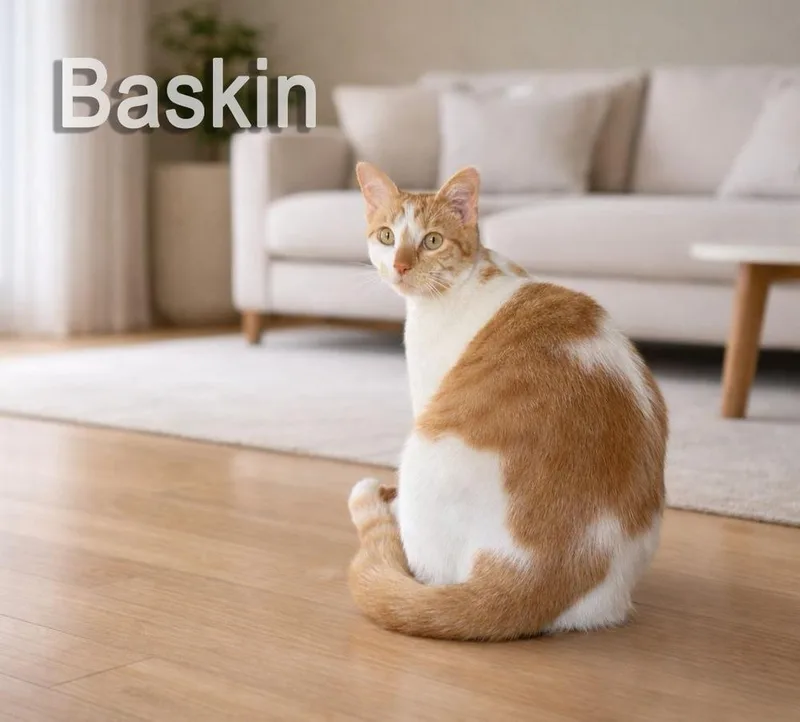 Baskin thumbnail 3