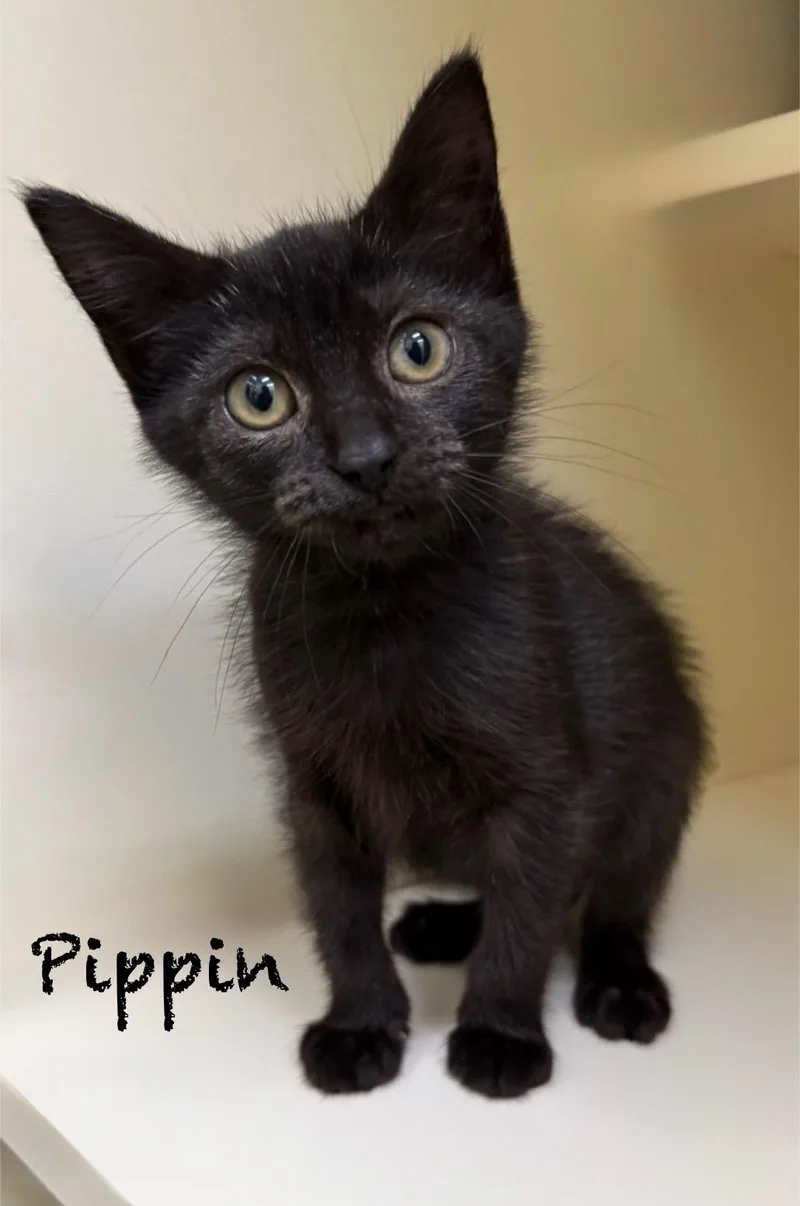 A baby medium-sized female Black Domestic Short Hair cat named Pippin for adoption in Pawleys Island, SC