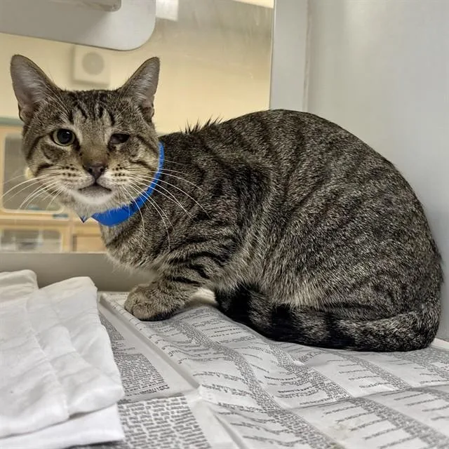 A young small-sized male Domestic Short Hair cat named Tie for adoption in Riverside, CA