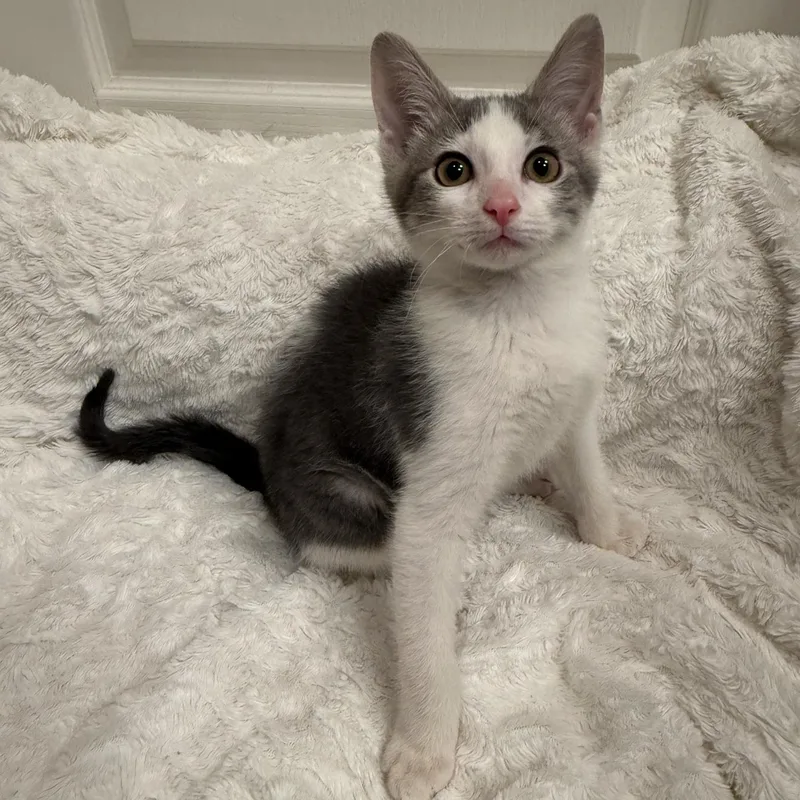A baby small-sized male Gray & White Domestic Short Hair cat named Luke for adoption in Sweetwater, TN