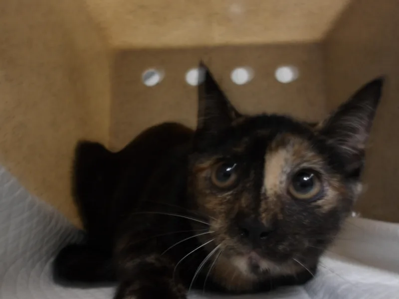 A young medium-sized female Domestic Short Hair cat named Kayla for adoption in Los Angeles, CA