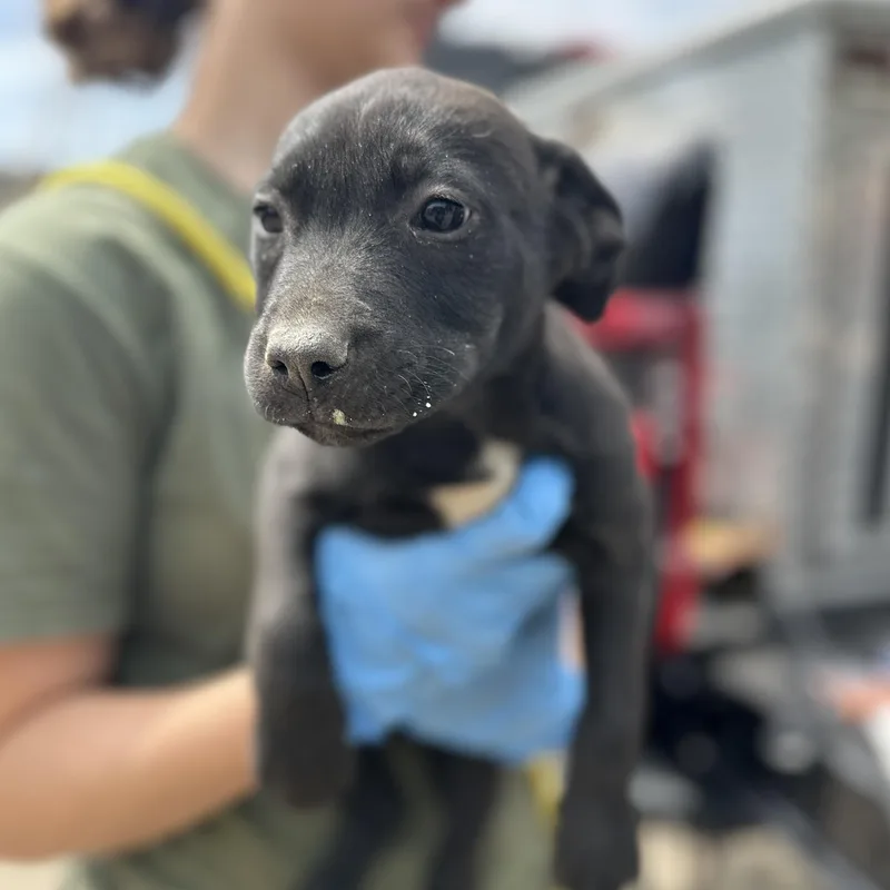 Truck Driver thumbnail 2