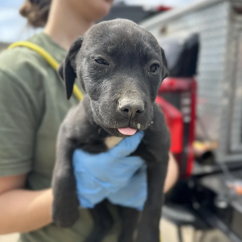 Truck Driver thumbnail 3