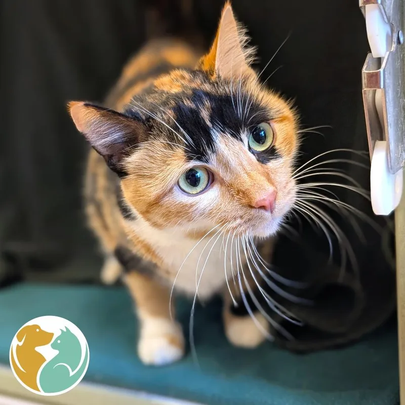 An adult small-sized female Calico Domestic Short Hair cat named Olive for adoption in Toledo, OH