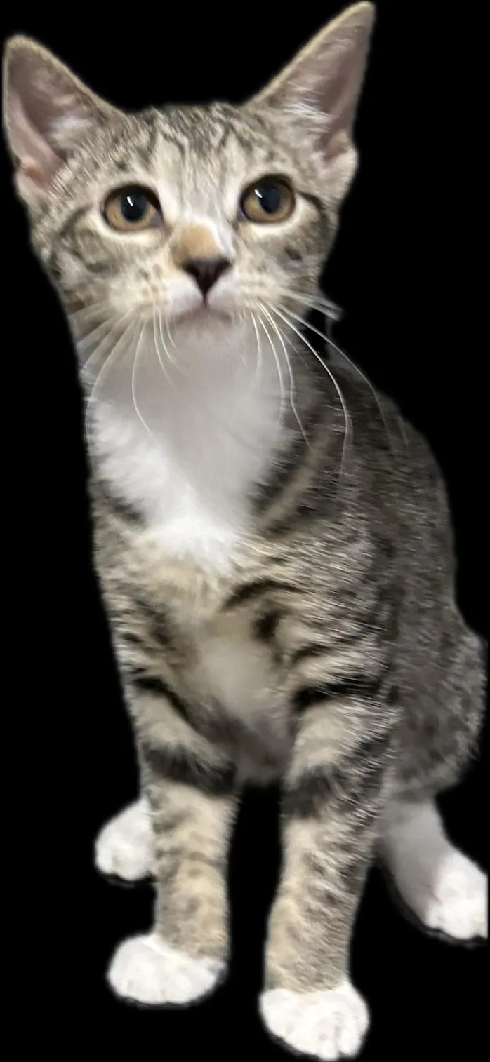A baby medium-sized female Domestic Short Hair cat named Tweedle Dum for adoption in Zimmerman, MN