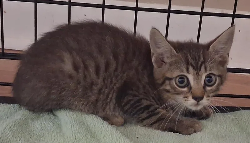 A baby small-sized female Brown / Chocolate Domestic Short Hair cat named Dory for adoption in Greensboro, NC