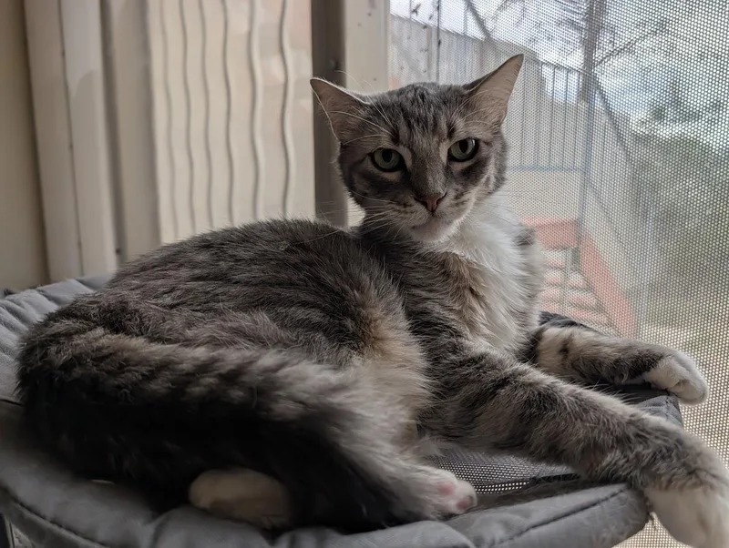 An adult medium-sized male Tabby (Gray / Blue / Silver) Domestic Short Hair cat named Barron for adoption in Sonoita, AZ