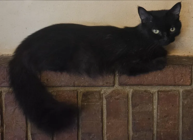 A young medium-sized female Black Domestic Short Hair cat named Shirley for adoption in McRae-Helena, GA