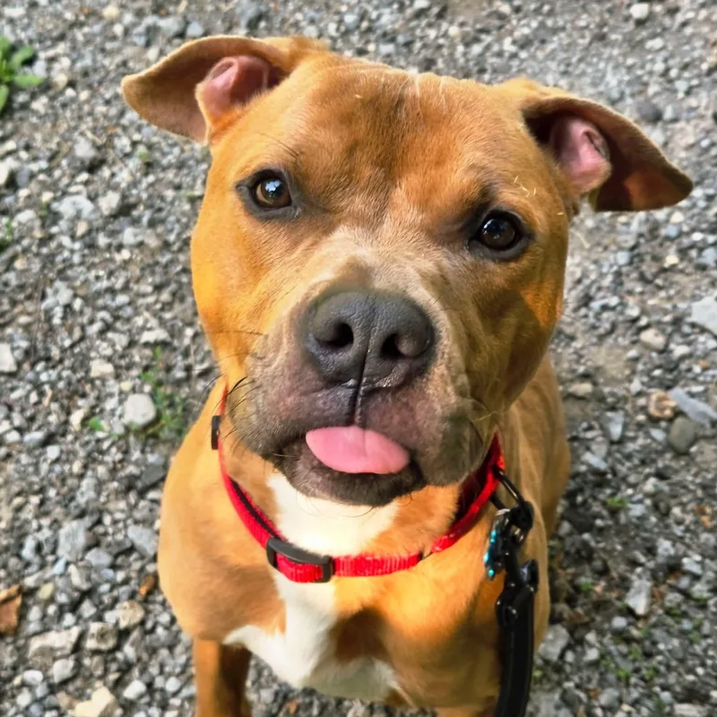 Sparky