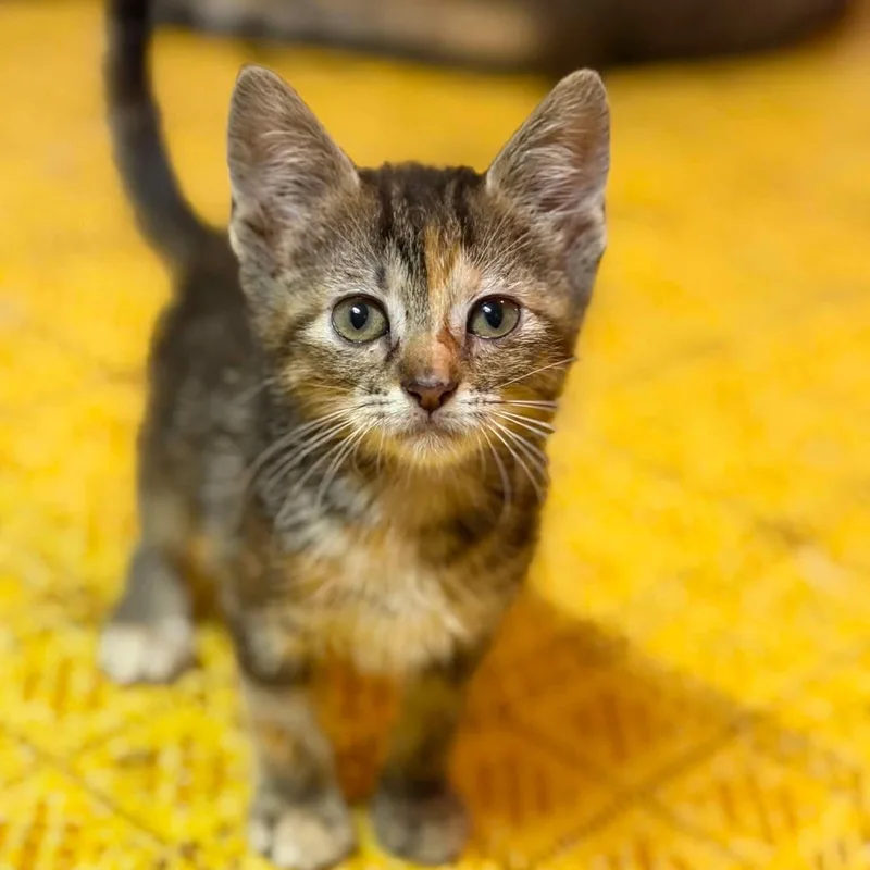 A baby small-sized female Calico Domestic Short Hair cat named Pretzel for adoption in Dysart, IA