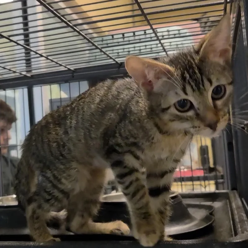 A baby medium-sized female Tabby (Brown / Chocolate) Domestic Short Hair cat named Pixie for adoption in Charleston, SC