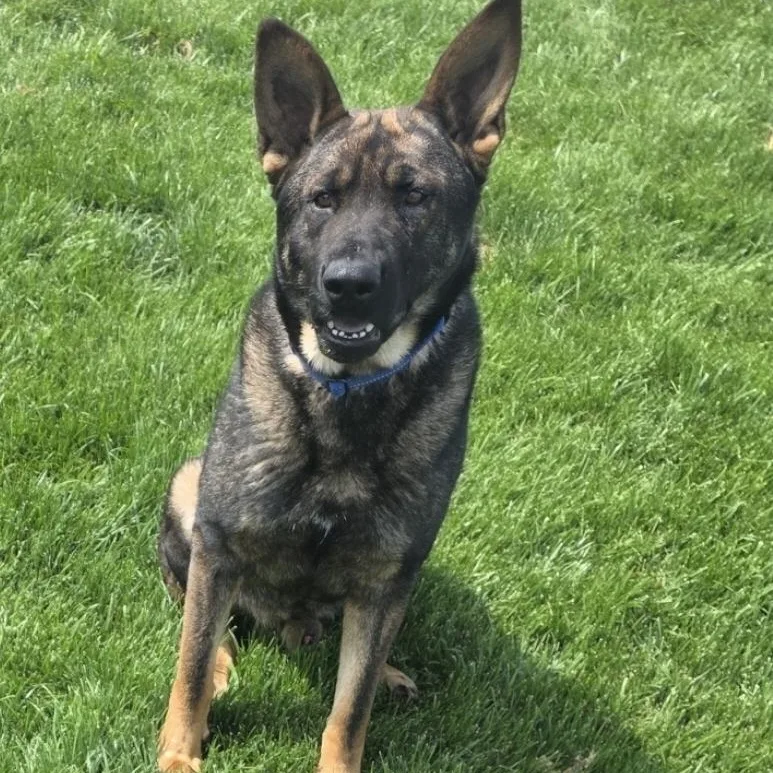 An adult large-sized male Bicolor German Shepherd Dog dog named Bandit for adoption in Temecula, CA