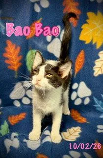 A baby medium-sized female Domestic Short Hair cat named Bao Bao for adoption in Pleasanton, TX