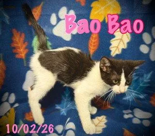 Bao Bao thumbnail 2