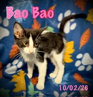 Bao Bao thumbnail 3