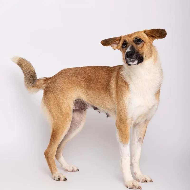 An adult medium-sized female Yellow / Tan / Blond / Fawn Mixed Breed dog named Catness for adoption in Leander, TX