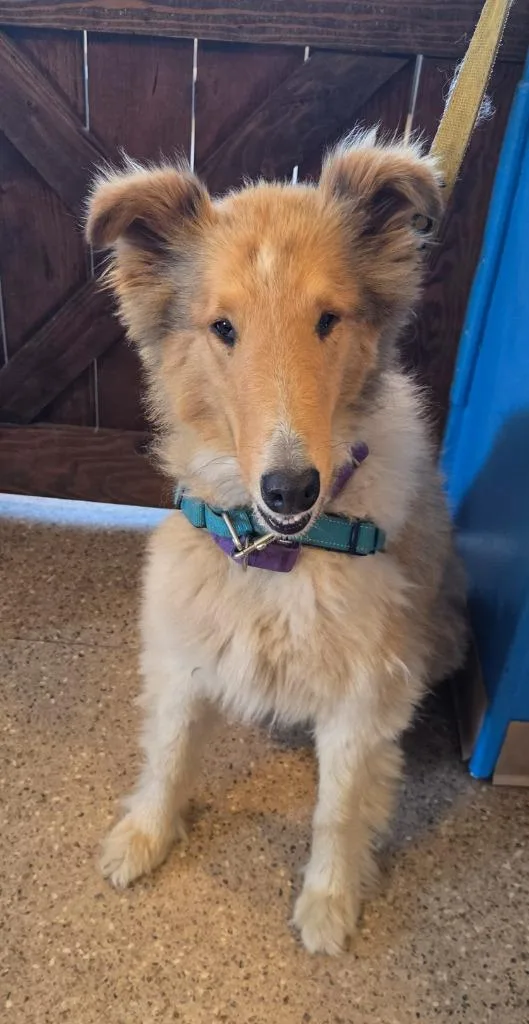 A young medium-sized female Collie dog named Reveille for adoption in Gold Beach, OR