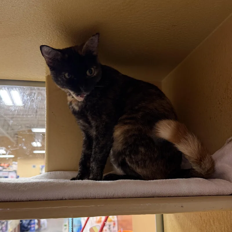 An adult medium-sized female Domestic Short Hair cat named Creature at PetSmart for adoption in St. Augustine, FL