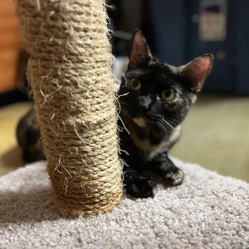 Creature at PetSmart thumbnail 2